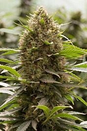 Dinafem Amnesia Kush Feminized