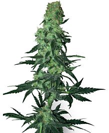 White Label Amnesia White Regular