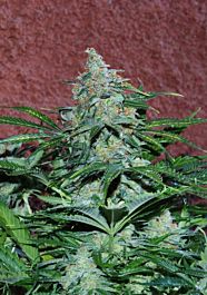 World of Seeds Amnesia Feminised