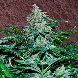 World of Seeds Amnesia Auto Feminized