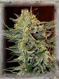 Garden of Green Amnesia Lemon Kush Feminized
