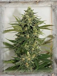 Garden of Green Amnesia Lemon Pie Feminized