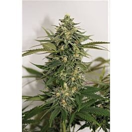 Lineage Genetics Amnesia Auto Feminized