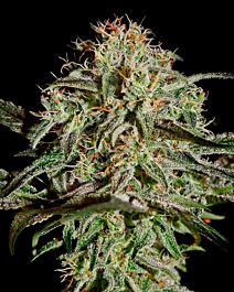 Green House Company A.M.S. Feminised