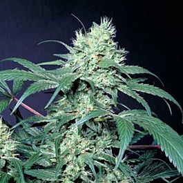 Paradise Seeds Amsterdam Flame Regular