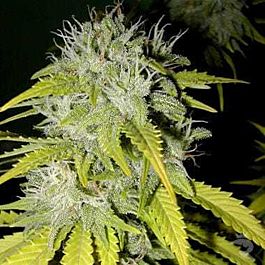 Paradise Seeds Rox Regular Seeds 