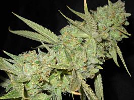 Bodhi Seeds Ancient OG Regular