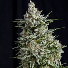 Pyramid Seeds Anesthesia CBD Feminized