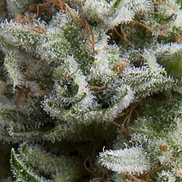 Pyramid Seeds Auto Anesthesia Feminized