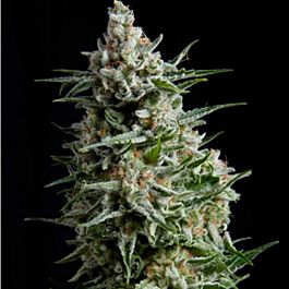 Pyramid Seeds Anesthesia Feminized