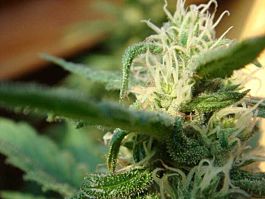 Mr Nice Seedbank Angel's Breathe (Mango Haze x Afghan Haze) Regular