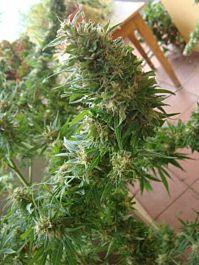 Mr Nice Seedbank Angel Heart (Mango Haze x Afghan Skunk) Regular