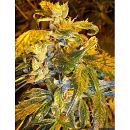 Flash Auto-Flowering Seeds Annapurna Autoflowering Feminized