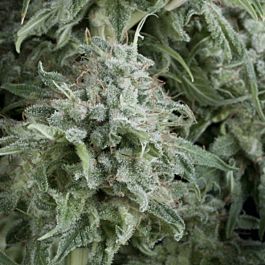 Pyramid Seeds Auto Anubis Feminized