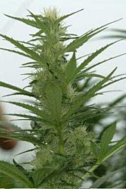 DNA Genetics Annunaki Regular