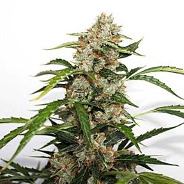 Dutch Passion Auto Orange Bud Feminized