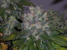 BC Bud Depot Albino Rhino Regular