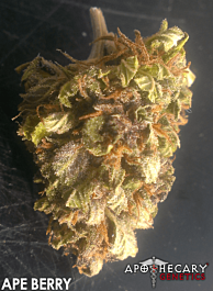 Apothecary Genetics Ape Berry Regular