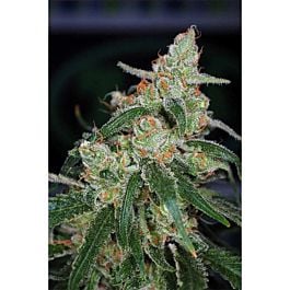 TGA SubCool Genetics Apollo-13 BX Regular