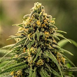 Brothers Grimm Apollo XX Female