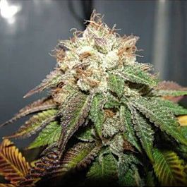 Apothecary Genetics 98 Bubba Kush Regular