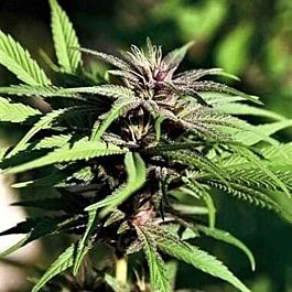 Apothecary Genetics Dream Berry Regular
