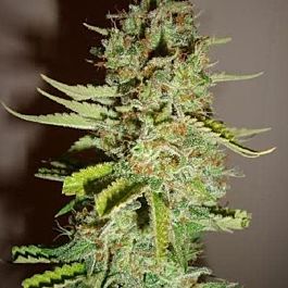 Apothecary Genetics Shishkaberry Neville’s Haze X Shishkaberry Caramel Regular