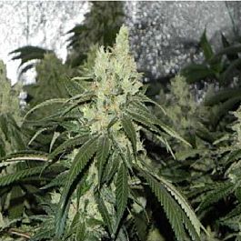 Bodhi Seeds Appalachian Thunderfuck Regular