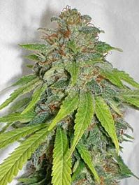 Seedism Seedbank AppleJack Feminized