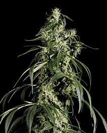 Green House Company Arjan's Haze #1 Feminised