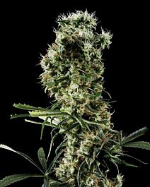 Green House Company Arjan's Haze #2 Feminised