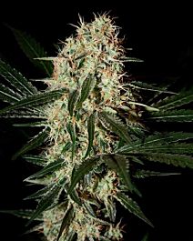 Green House Company Arjan's Haze #3 Feminised