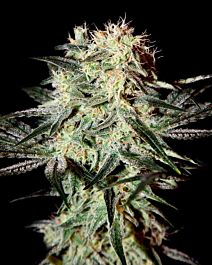 Green House Company Arjan's Strawberry Haze Feminised
