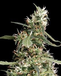Green House Company Arjan's Ultra Haze #1 Feminised