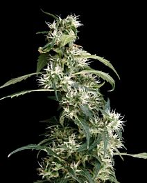 Green House Company Arjan's Ultra Haze #2 Feminised