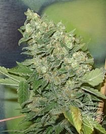 Homegrown Fantaseeds Armageddon Regular