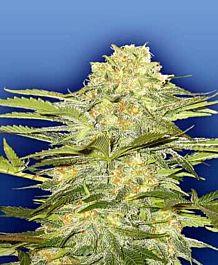 Flying Dutchmen Arctic Sun Regular