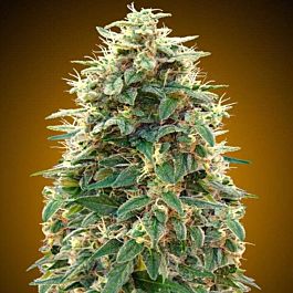00 Seeds Auto 00 Cheese Feminized