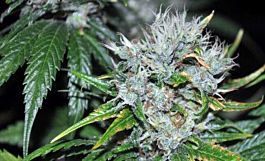 Allstar Genetics Kaligria Regular