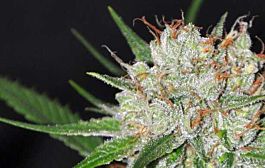 Allstar Genetics Zilvermist Regular