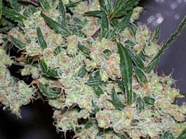 Mr Nice Seedbank ASH Regular Seeds (Afghan Skunk x Afghan Haze)