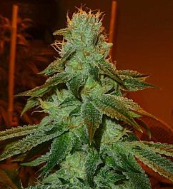 Gage Green Seeds Aspirare Regular