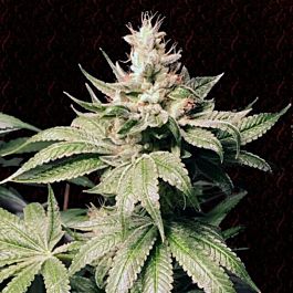 Dank Genetics Atomic Sour Feminized