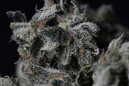 T H Seeds Kal-X Regular Seeds 