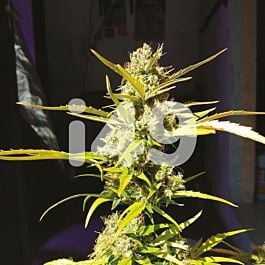 Aurora Autoflower Cannabis Seeds 