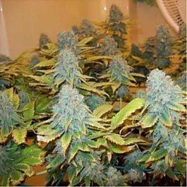 Nirvana Seeds Aurora Indica Feminized