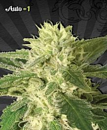 Auto Seeds Auto #1 Feminized
