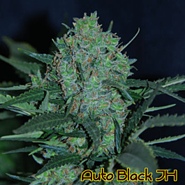 Original Sensible Seeds Auto Black JH Feminized