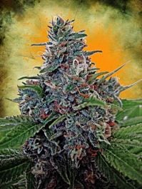 Ministry of Cannabis Auto Blue Amnesia Feminized