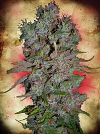 Ministry of Cannabis Auto Blueberry Domina Feminized
